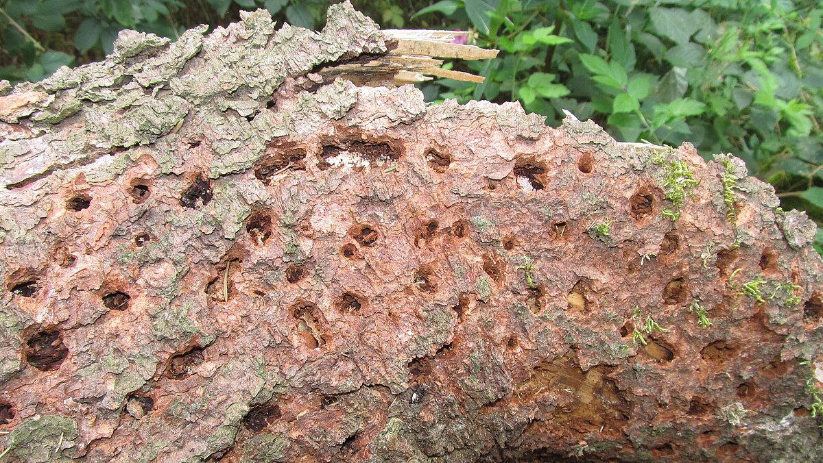 Von einem Specht in Baumrinde geschlagene Löcher im Geraer Stadtwald