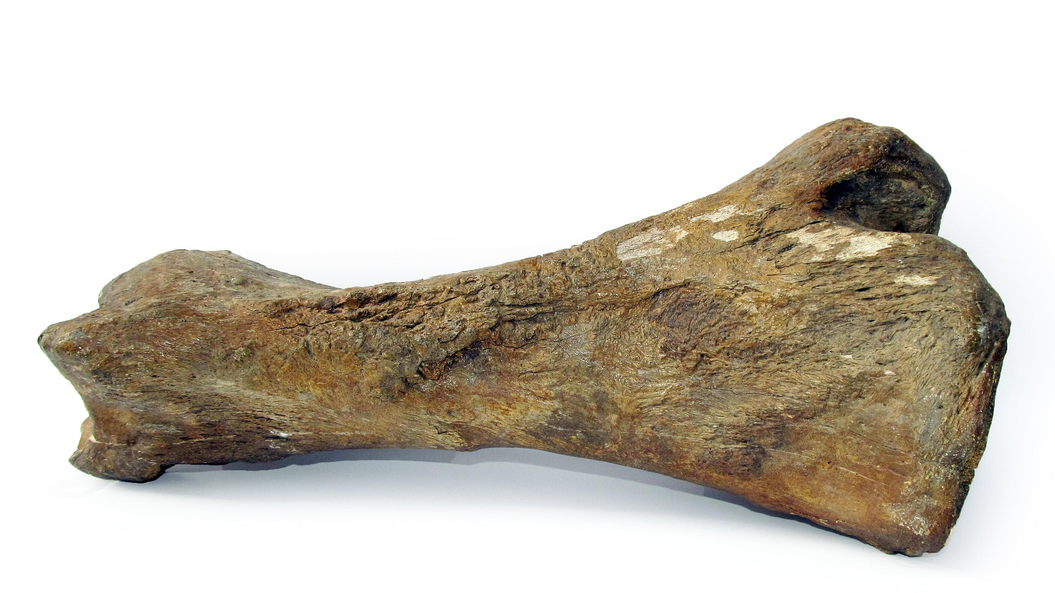 undefined. © Stadt Gera / Museum für Naturkunde (Fotograf: Frank Hrouda). © Stadt Gera / Museum für Naturkunde (Fotograf: Frank Hrouda)