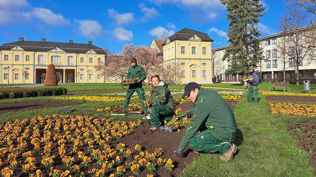 Mitarbeiter des Amts für Stadtgrün pflanzen Frühjahrsblumen im Küchengarten. © Stadt Gera