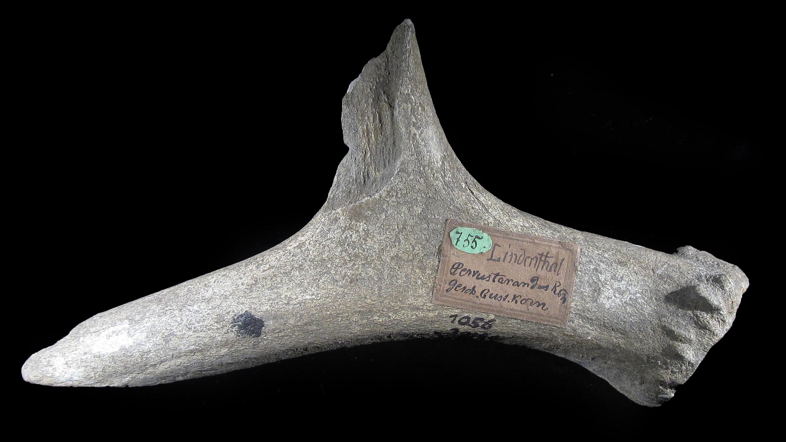 undefined. © Stadt Gera / Museum für Naturkunde (Fotograf: Frank Hrouda). © Stadt Gera / Museum für Naturkunde (Fotograf: Frank Hrouda)