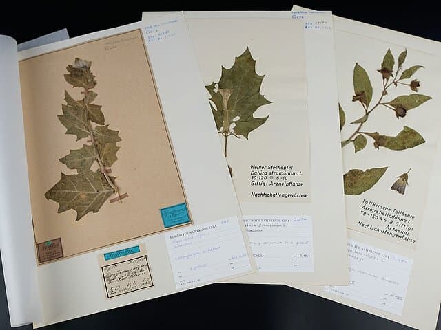 . © Stadt Gera / Museum für Naturkunde (Fotograf: Dr. Andreas Gerth)