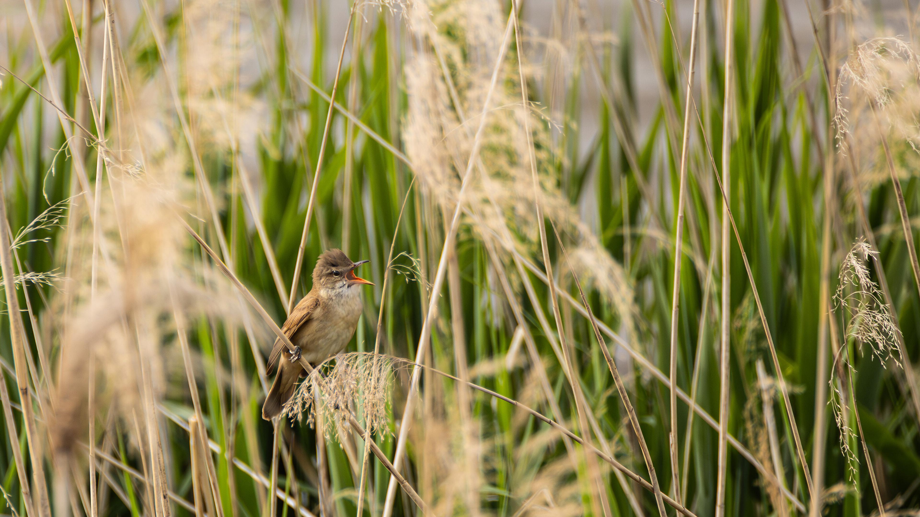 undefined. © Frank Schwarzentrub. © Frank Schwarzentrub