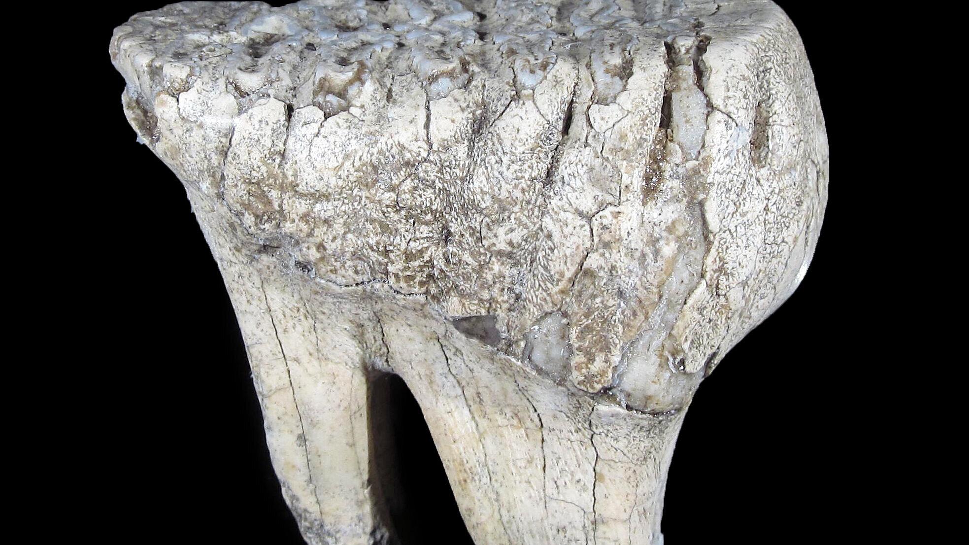 undefined. © Stadt Gera / Museum für Naturkunde (Fotograf: Frank Hrouda). © Stadt Gera / Museum für Naturkunde (Fotograf: Frank Hrouda)