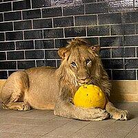 Löwe Bahati mit Ball. © Stadtverwaltung Gera