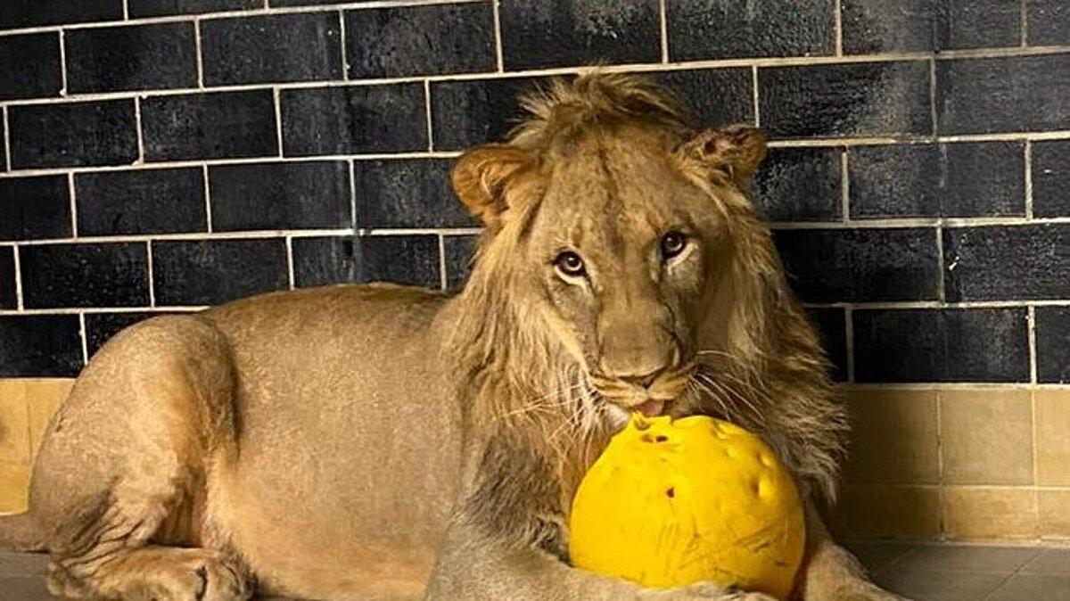 Löwe Bahati mit Ball. © Stadtverwaltung Gera