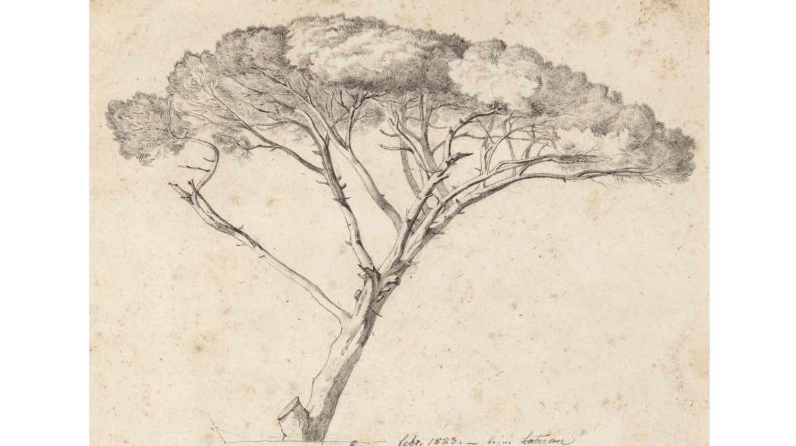 Pinie gezeichnet auf einem gelblichen Papier. © Heinrich Reinhold