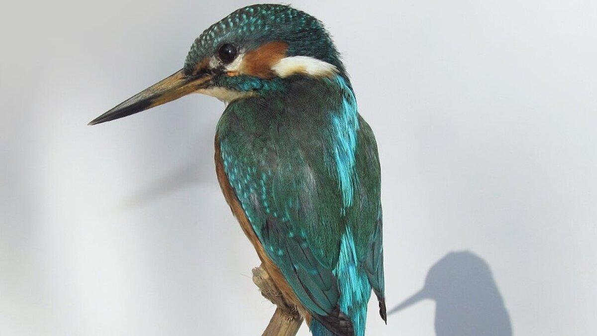 . © Stadt Gera / Museum für Naturkunde (Fotograf: Frank Hrouda)