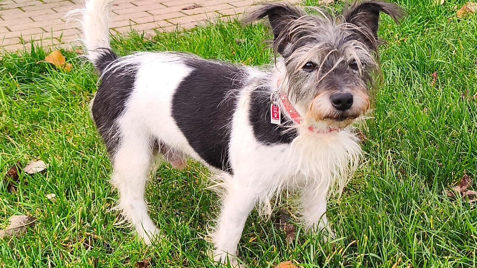 Einen Hund. © Stadt Gera