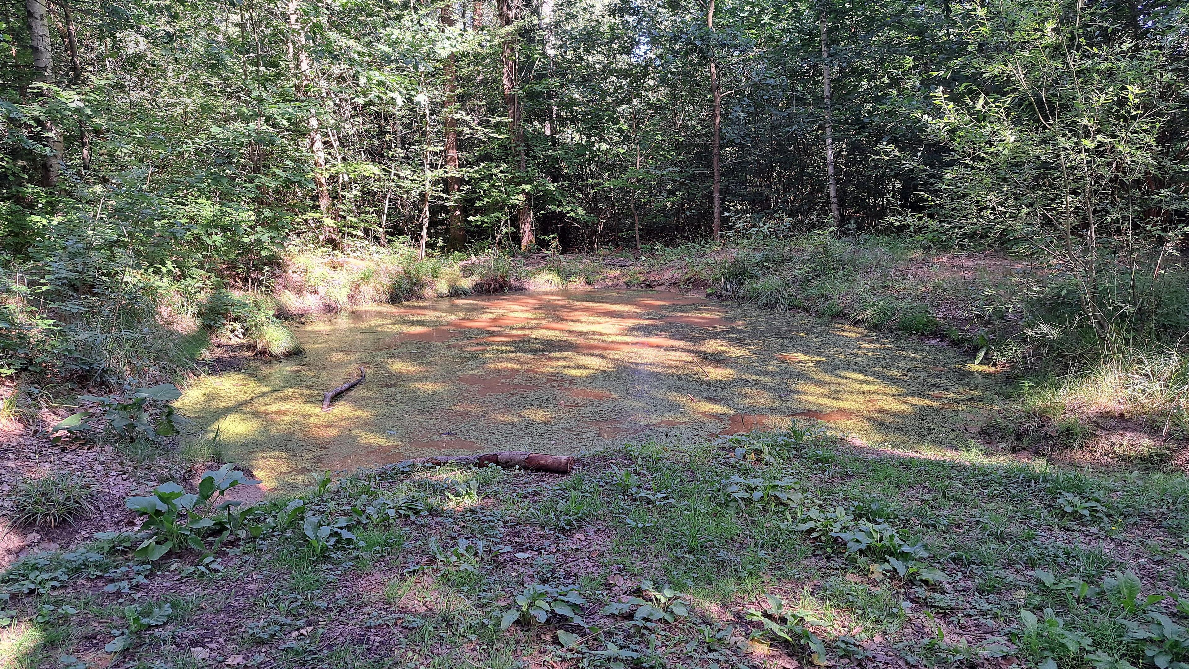 Ein kleines Wasserbecken mitten im Stadtwald