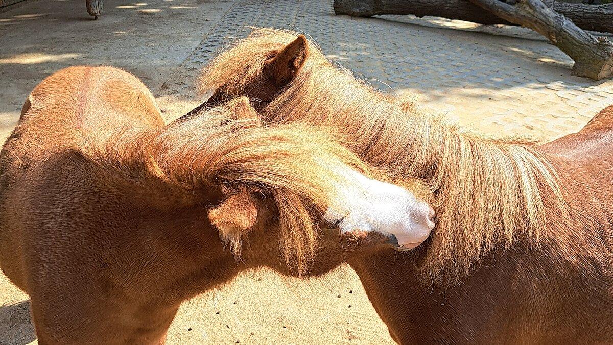 Zwei Ponys, die die Köpfe aneinanderlehnen. © Stadt Gera