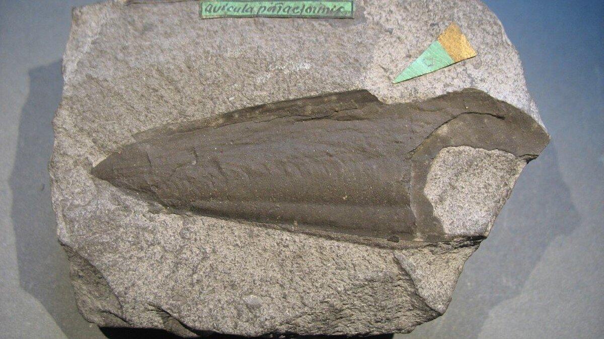 Steckmuschel Aviculopinna pinnaeformis