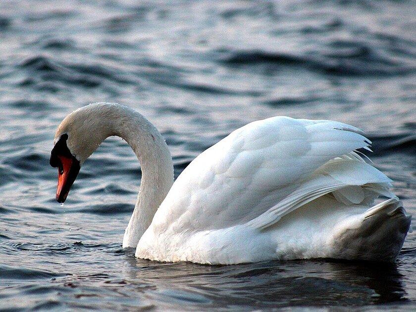 Schwan auf einem See. © Pixabay