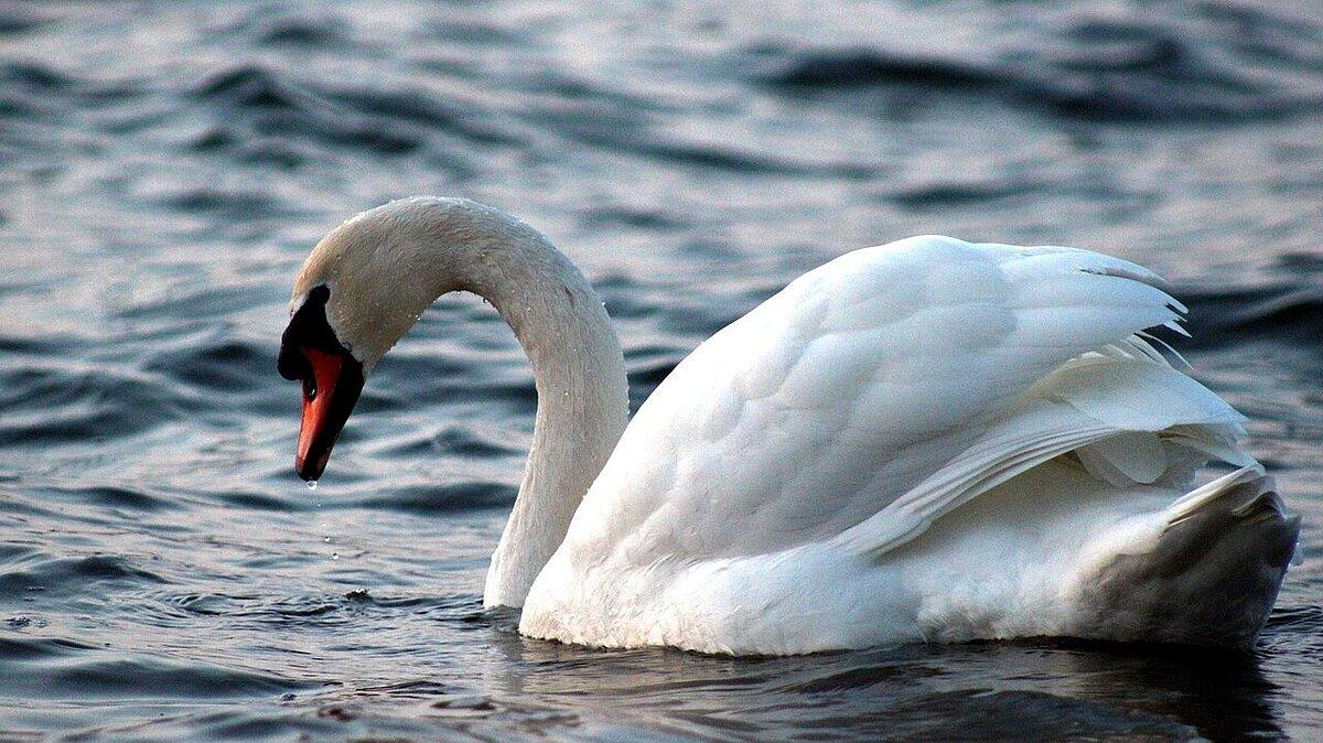 Schwan auf einem See. © Pixabay