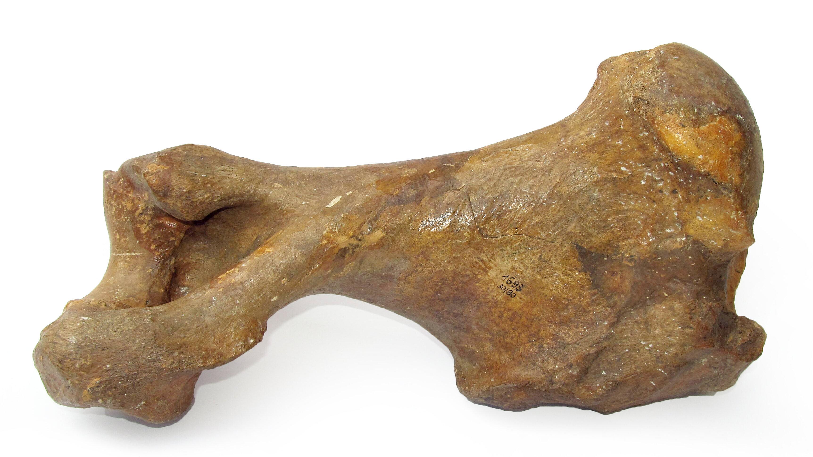 undefined. © Stadt Gera / Museum für Naturkunde (Fotograf: Frank Hrouda). © Stadt Gera / Museum für Naturkunde (Fotograf: Frank Hrouda)