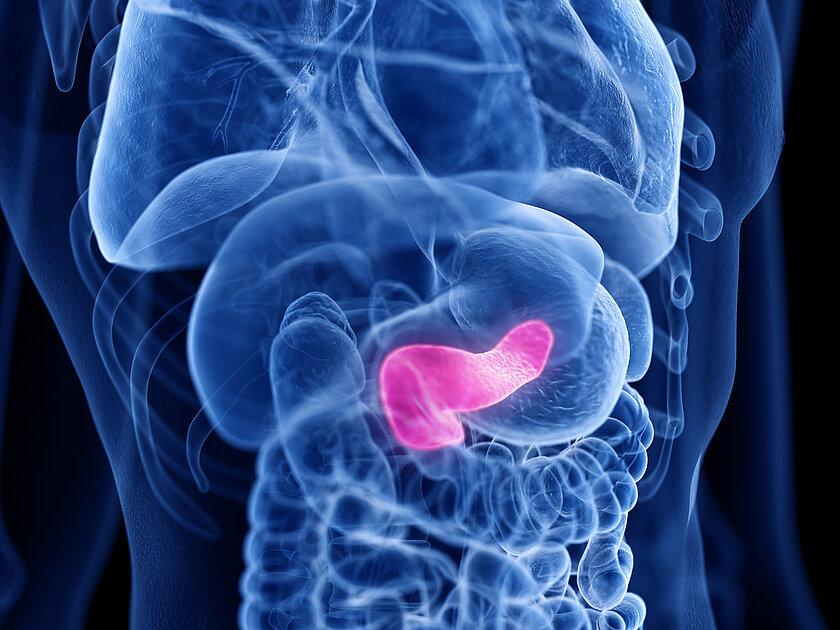 die Bauchspeicheldrüse im Inneren. © AdobeStock
