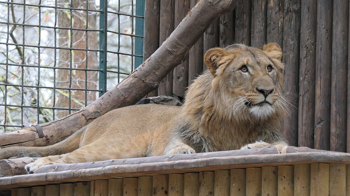 Löwe Bahati. © Stadt Gera