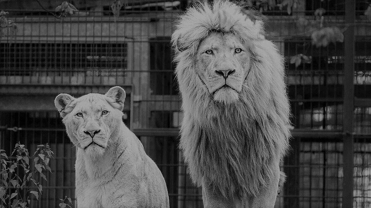 männlicher und weiblicher Löwe. © Stadt Gera
