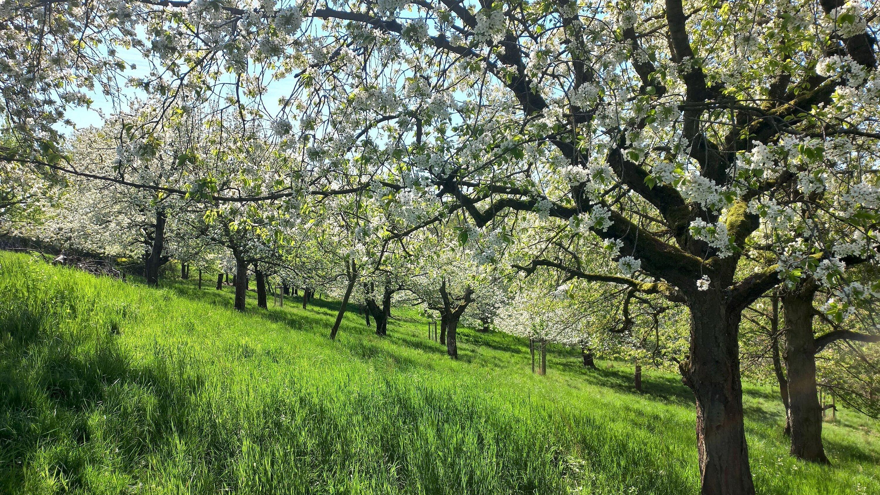 Streuobstwiese Pfaffengraben in voller Blüte. © Andrea Geithner