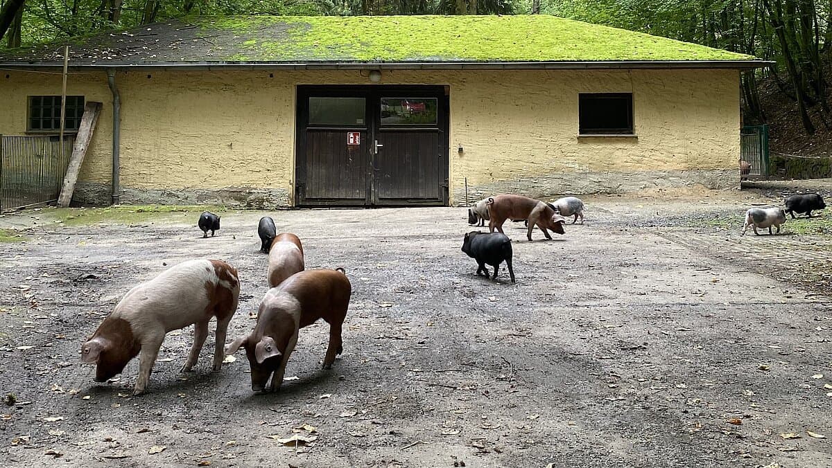 rotbunte Husumer Protest- und Minischweinferkel sind im Tierpark Gera unterwegs. © Stadtverwaltung Gera
