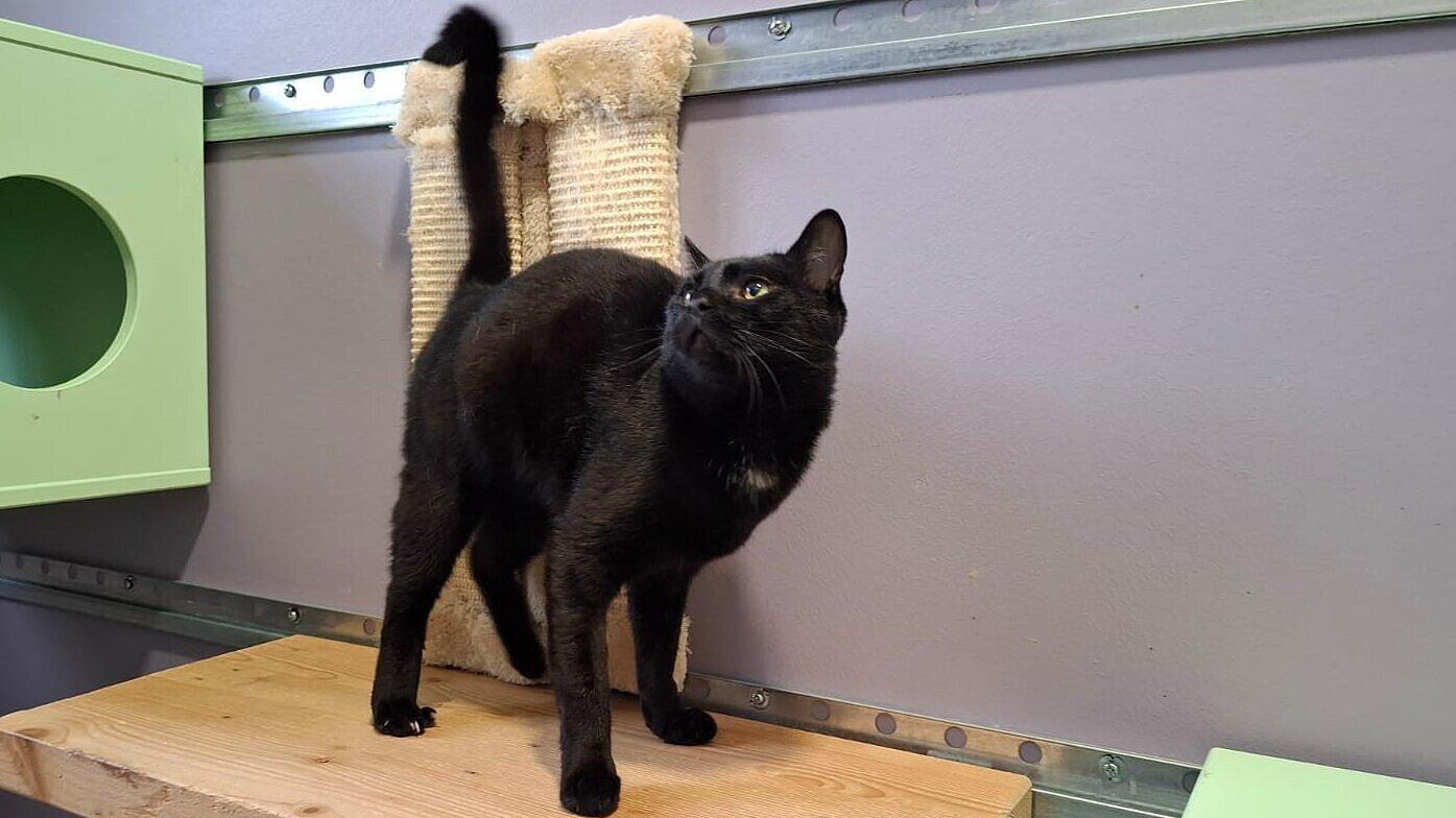 Katze. © Stadt Gera