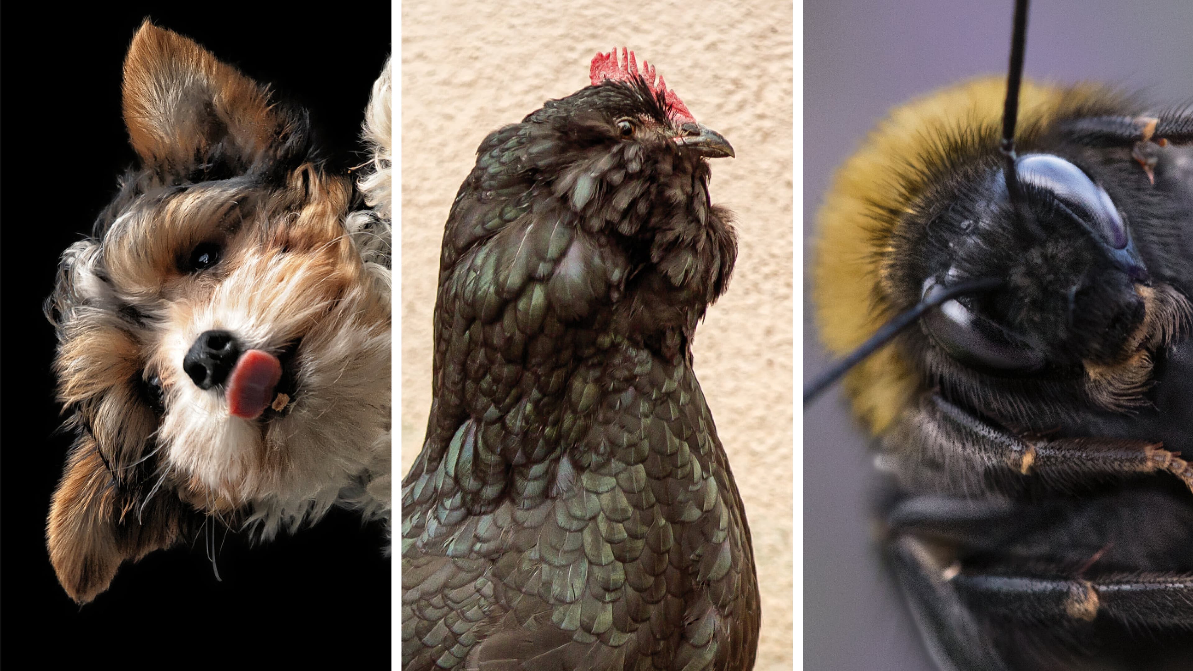 Fell · Federn · Fühler. © Bildcollage: Lichtbildkombinat Gera e. V. (Foto links: Ramona Fugmann, Foto Mitte: Katja Wisotzki, Foto rechts: Thomas Siegel)