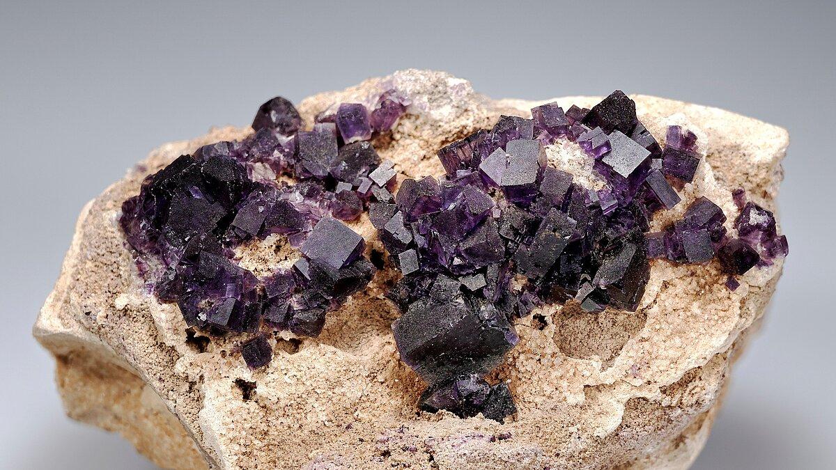 . © Stadt Gera / Museum für Naturkunde (Fotograf: Matthias Reinhardt)
