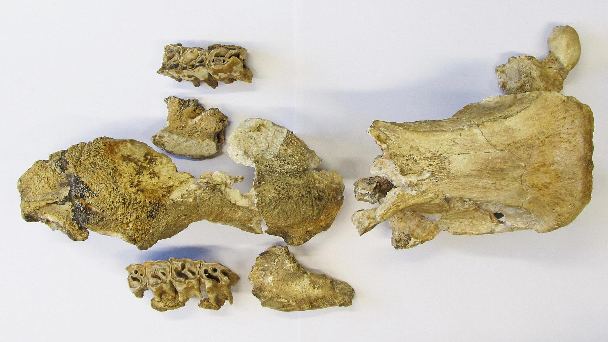 undefined. © Stadt Gera / Museum für Naturkunde (Fotograf: Frank Hrouda). © Stadt Gera / Museum für Naturkunde (Fotograf: Frank Hrouda)