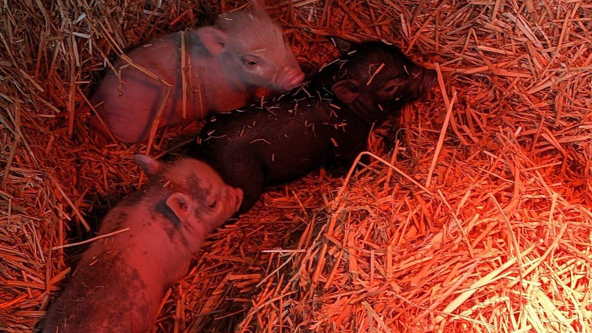 Minischweine unter Rotlicht im Stall. © Stadt Gera