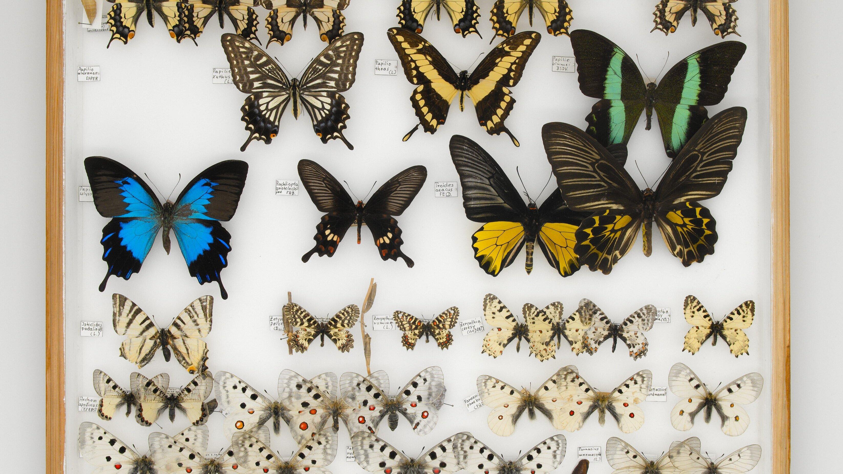 undefined. © Stadt Gera / Museum für Naturkunde (Fotograf: René Köhler). © Stadt Gera / Museum für Naturkunde (Fotograf: René Köhler)