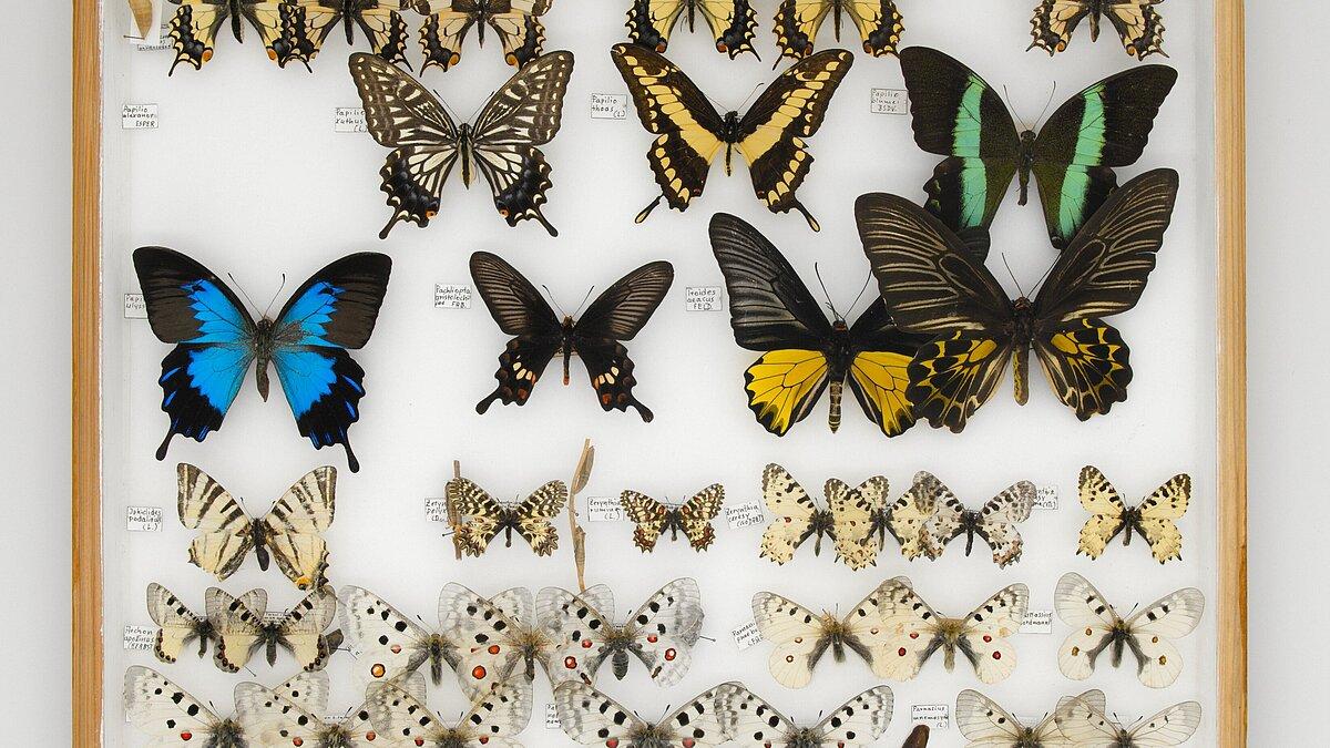 . © Stadt Gera / Museum für Naturkunde (Fotograf: René Köhler)