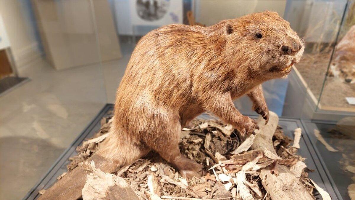 . © Stadt Gera / Museum für Naturkunde (Fotograf: Frank Hrouda)