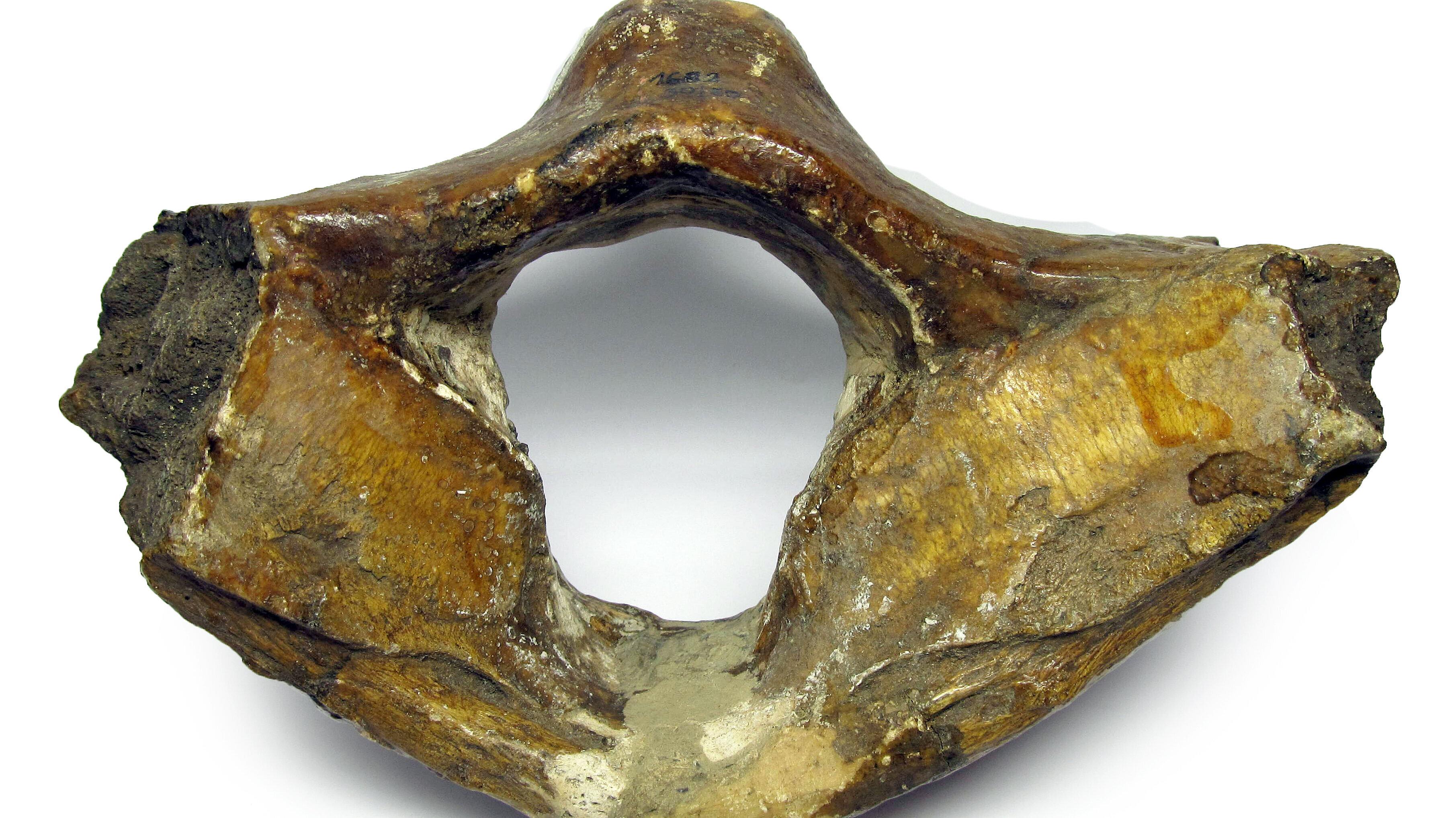 undefined. © Stadt Gera / Museum für Naturkunde (Fotograf: Frank Hrouda). © Stadt Gera / Museum für Naturkunde (Fotograf: Frank Hrouda)