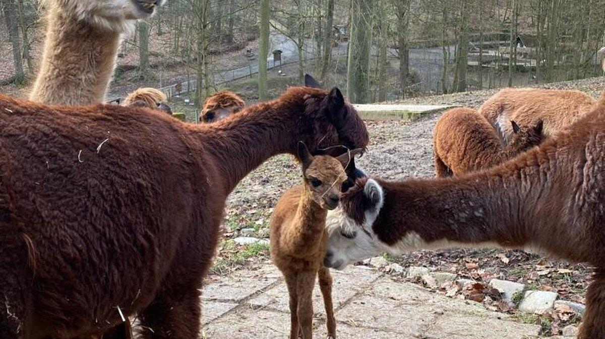 Foto von vielen Alpakas, in der Mitte ein Baby Alpaka.