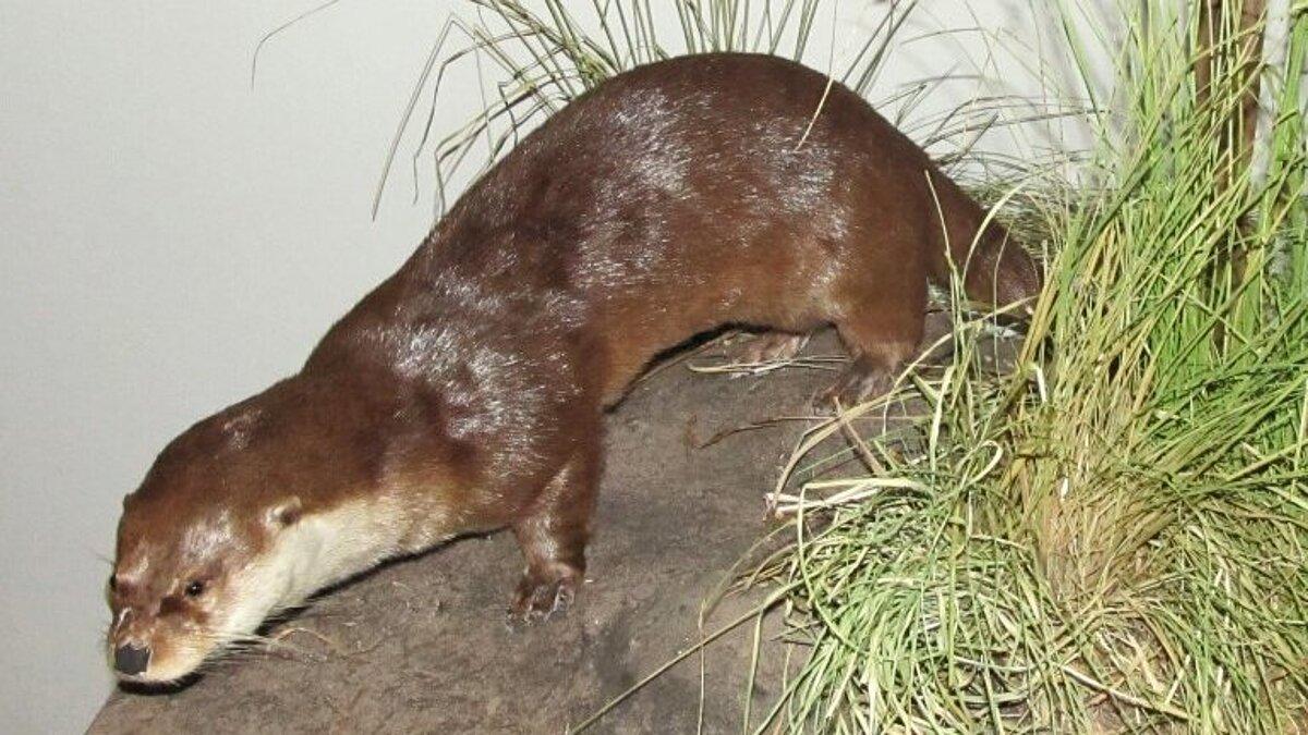 Ausgestopfter Otter