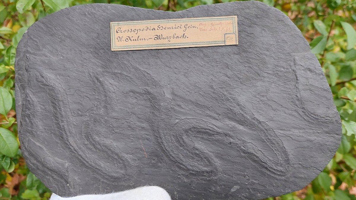 Spurenfossil Dictyodora aus Wurzbach. © Stadt Gera / Frank Hrouda