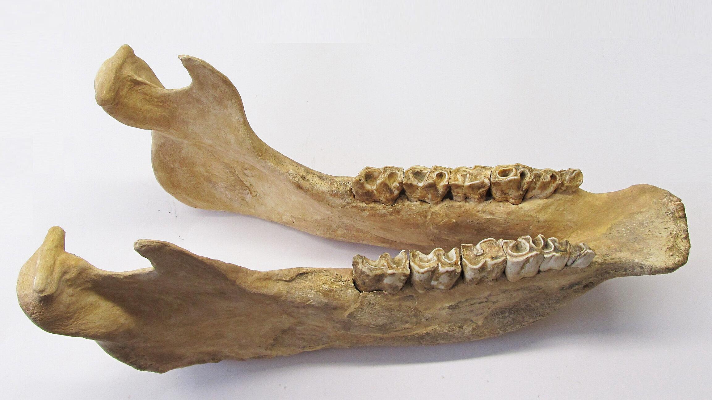 undefined. © Stadt Gera / Museum für Naturkunde (Fotograf: Frank Hrouda). © Stadt Gera / Museum für Naturkunde (Fotograf: Frank Hrouda)