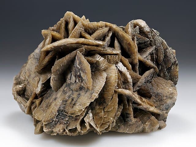 . © Stadt Gera / Museum für Naturkunde (Fotograf: Matthias Reinhardt)