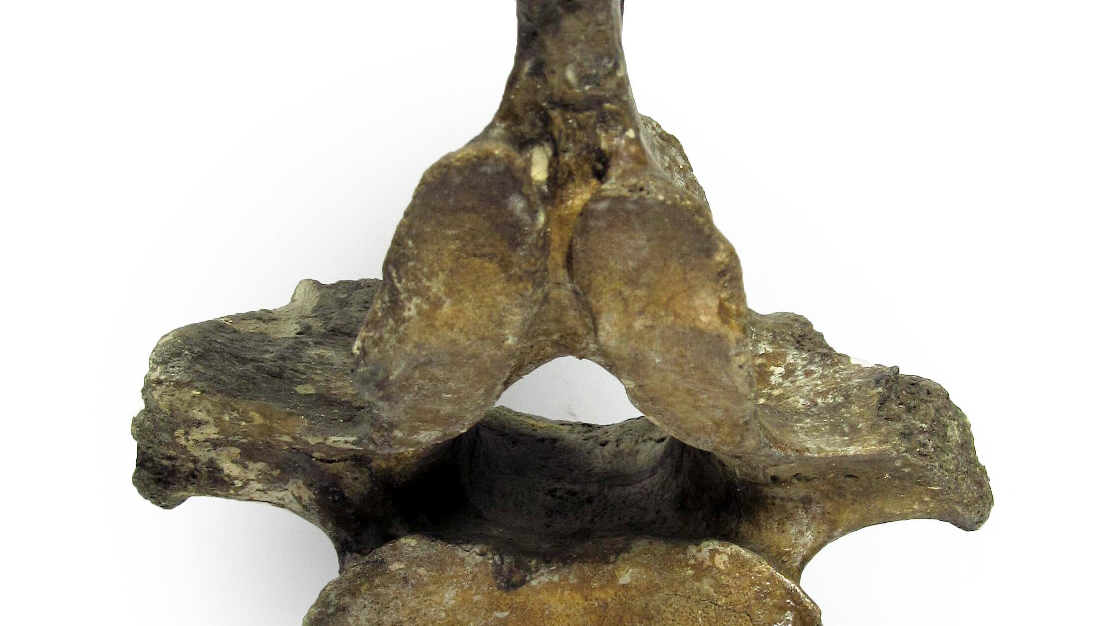undefined. © Stadt Gera / Museum für Naturkunde (Fotograf: Frank Hrouda). © Stadt Gera / Museum für Naturkunde (Fotograf: Frank Hrouda)