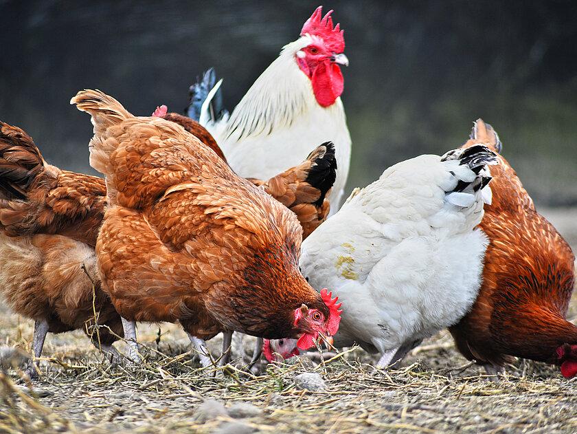Einige Hühner. © stock.adobe.com