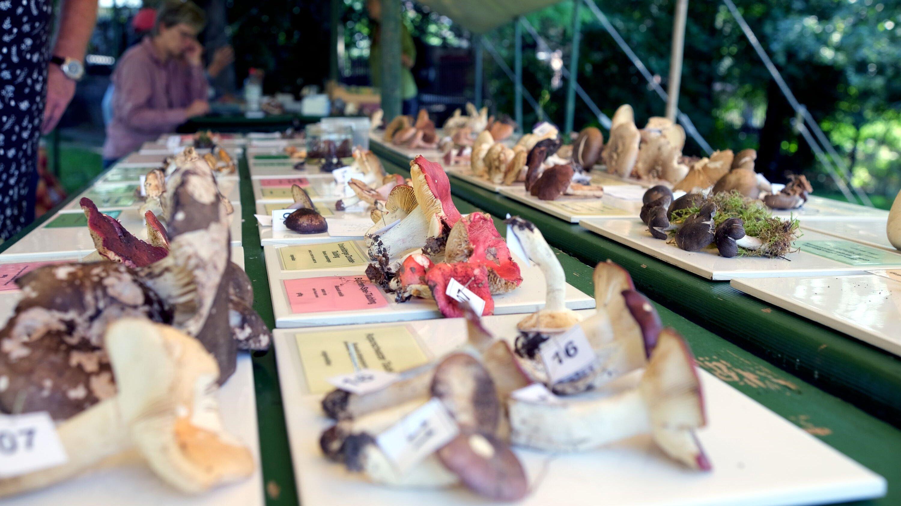 Pilzausstellung vom „Pilzstammtisch Gera“ beim Erntefest mit zahlreichen farbigen Pilzen auf einem großen Tisch. © Stadt Gera / Museum für Naturkunde