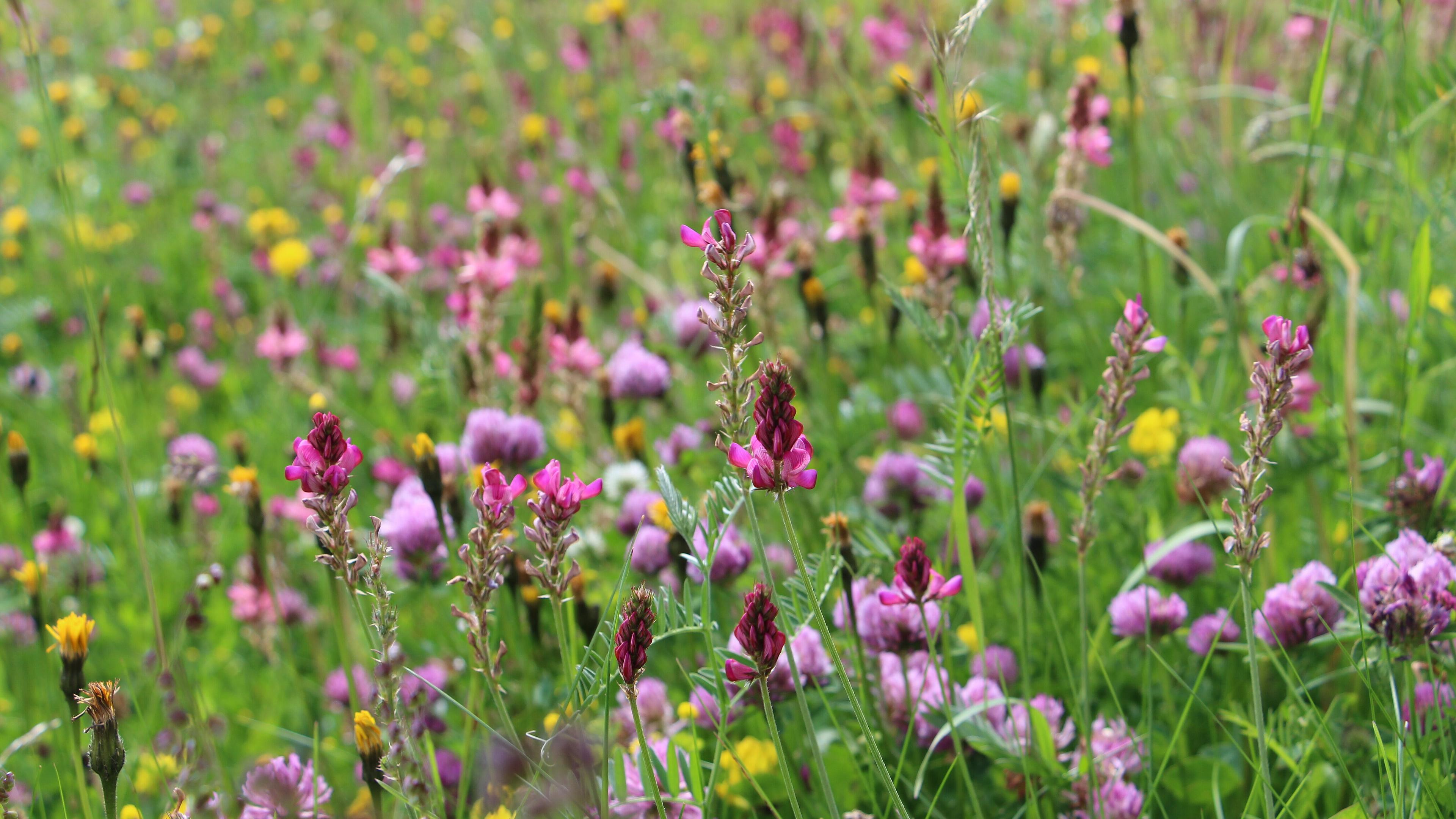 undefined. © Andrea Geithner. © Andrea Geithner