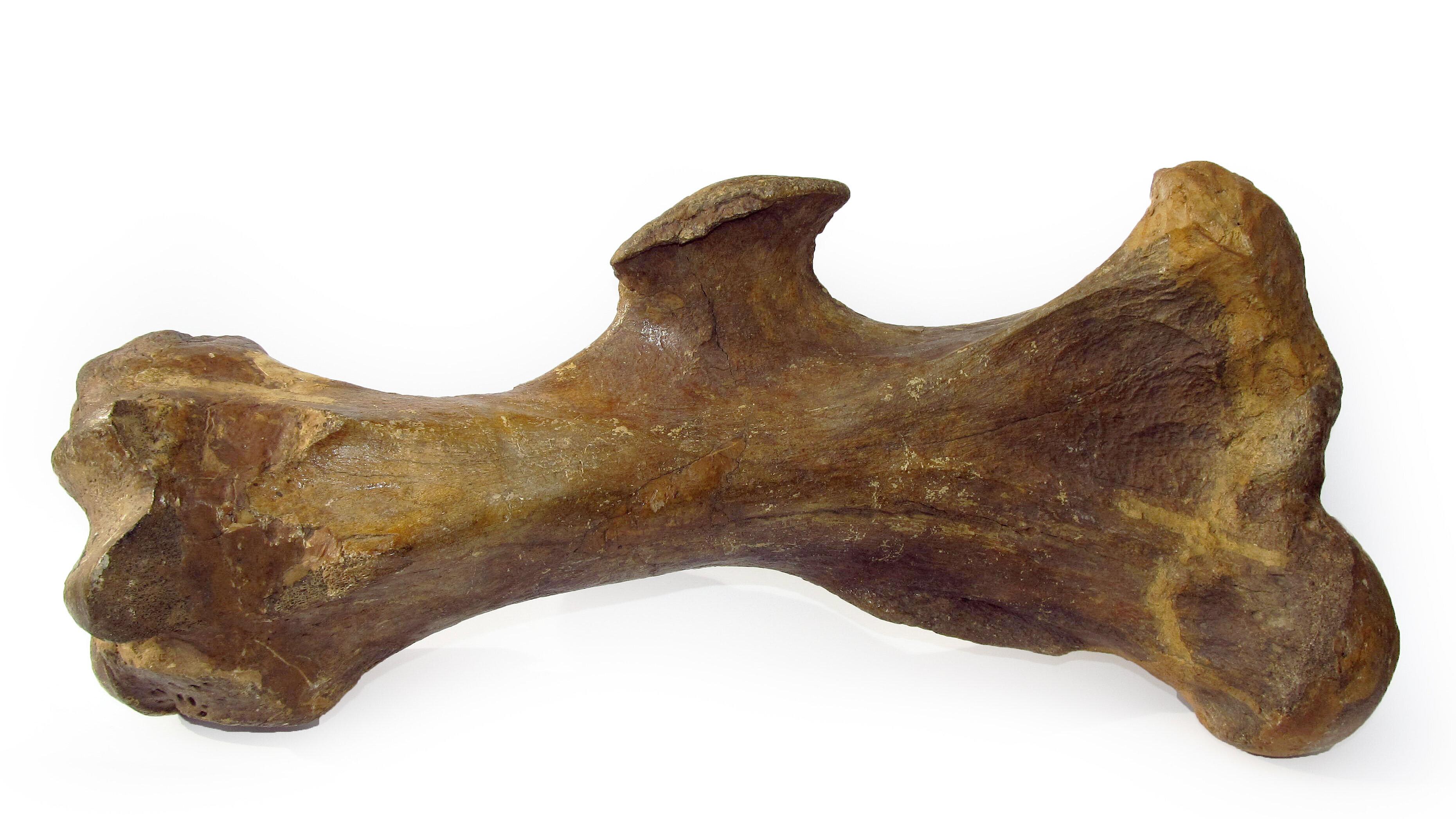 undefined. © Stadt Gera / Museum für Naturkunde (Fotograf: Frank Hrouda). © Stadt Gera / Museum für Naturkunde (Fotograf: Frank Hrouda)