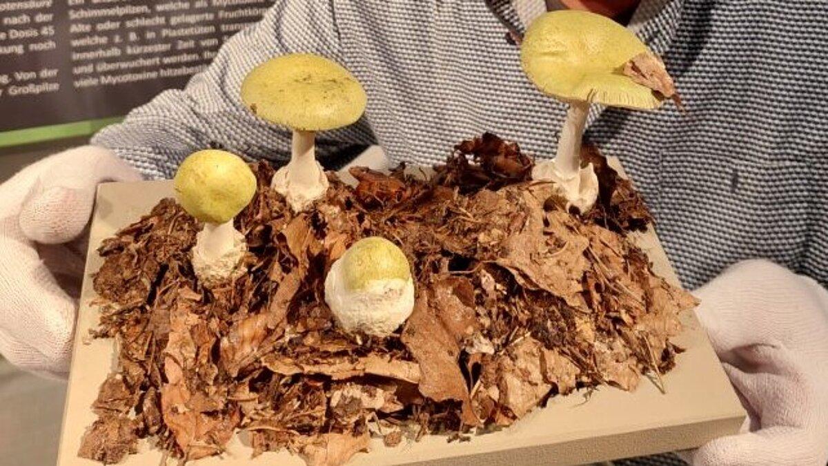 Grüner Knollenblätterpilz