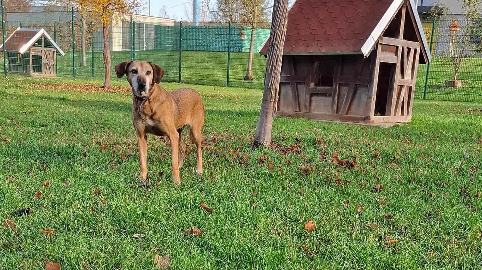 Einen Hund. © Stadt Gera