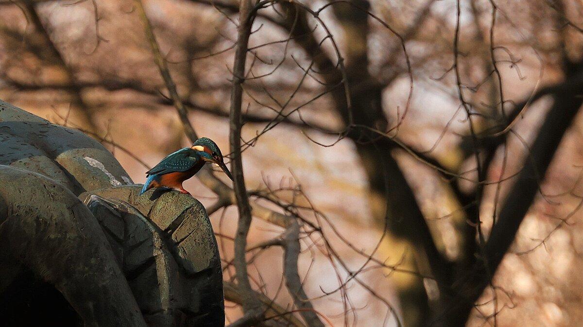 Vogel im Baum. © Stadt Gera