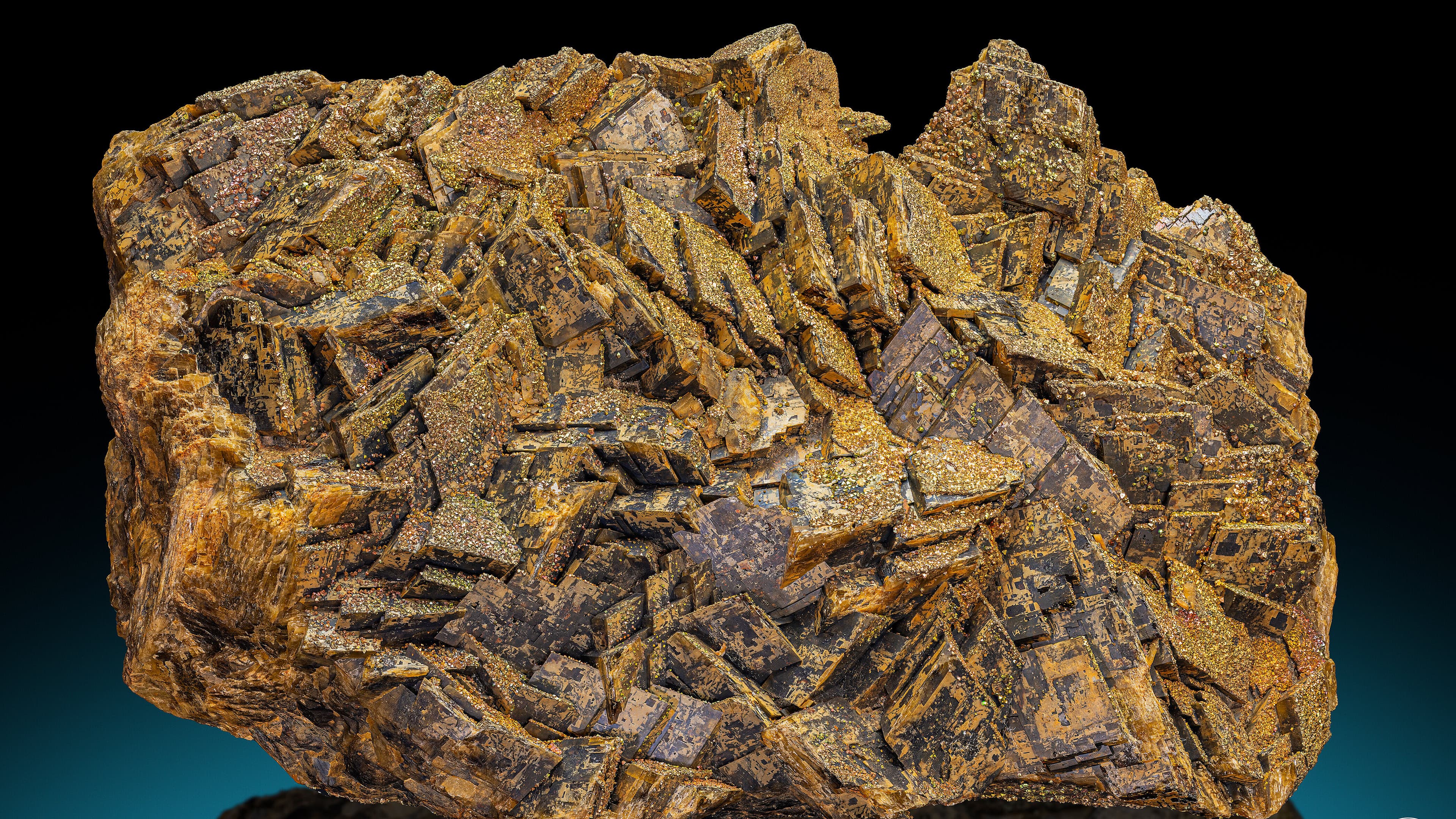 undefined. © Stadt Gera / Museum für Naturkunde (Fotograf: Robert Kennedy). © Stadt Gera / Museum für Naturkunde (Fotograf: Robert Kennedy)