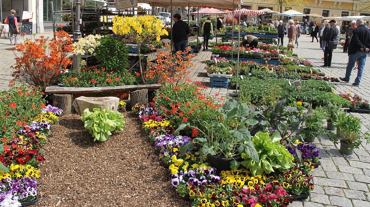 Gärtnermarkttage 2022, zu sehen sind Blumen und Pflanzen, die verkauft werden. © Stadt Gera