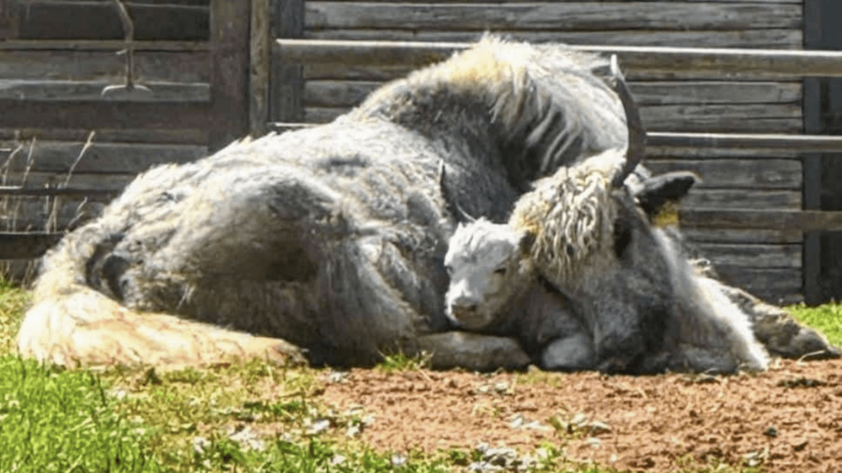 Yak-Mutter kuschelt mit ihrem kleinen Nachwuchs. © Stadtverwaltung Gera