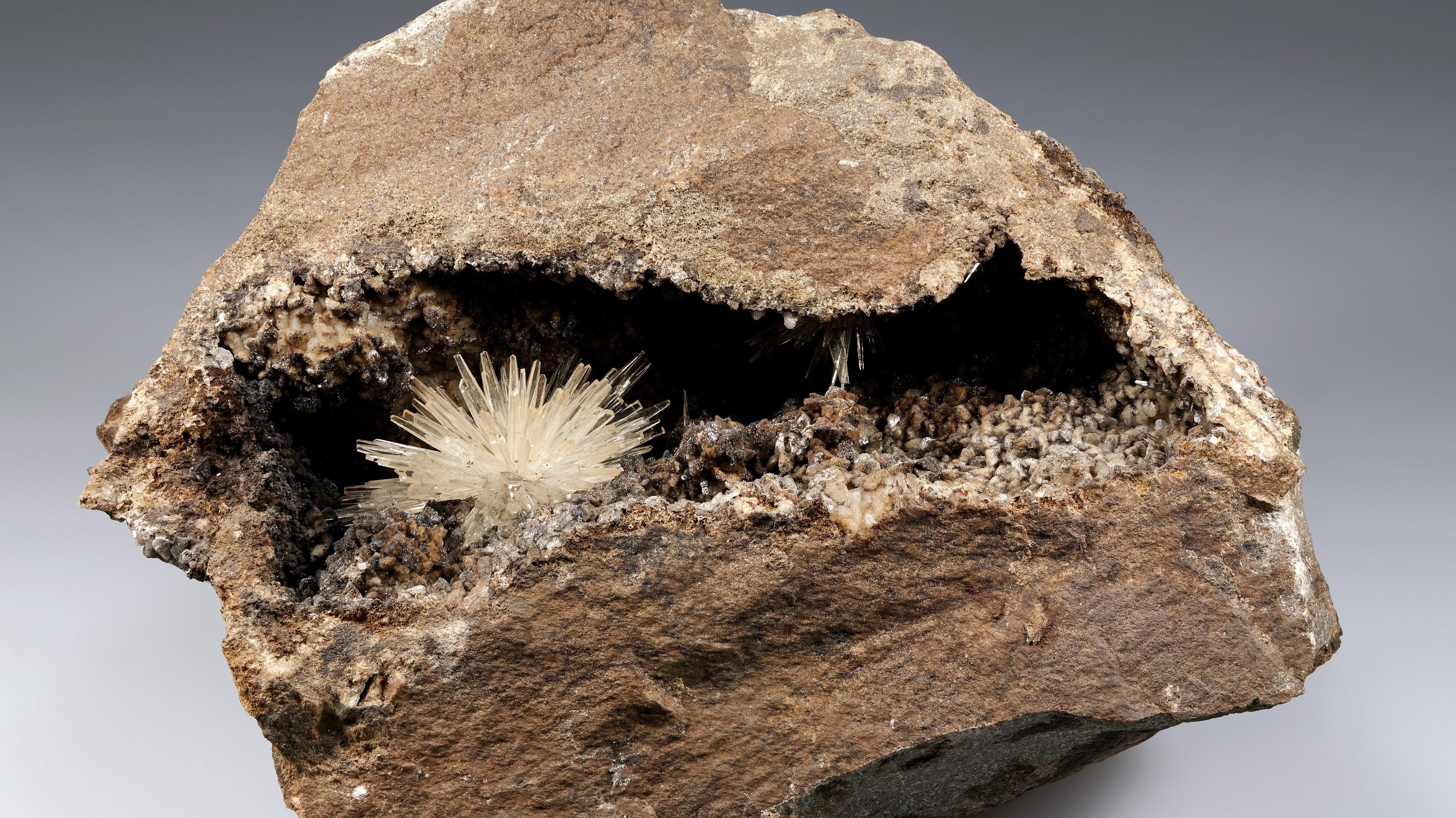undefined. © Stadt Gera / Museum für Naturkunde (Fotograf: Matthias Reinhardt). © Stadt Gera / Museum für Naturkunde (Fotograf: Matthias Reinhardt)