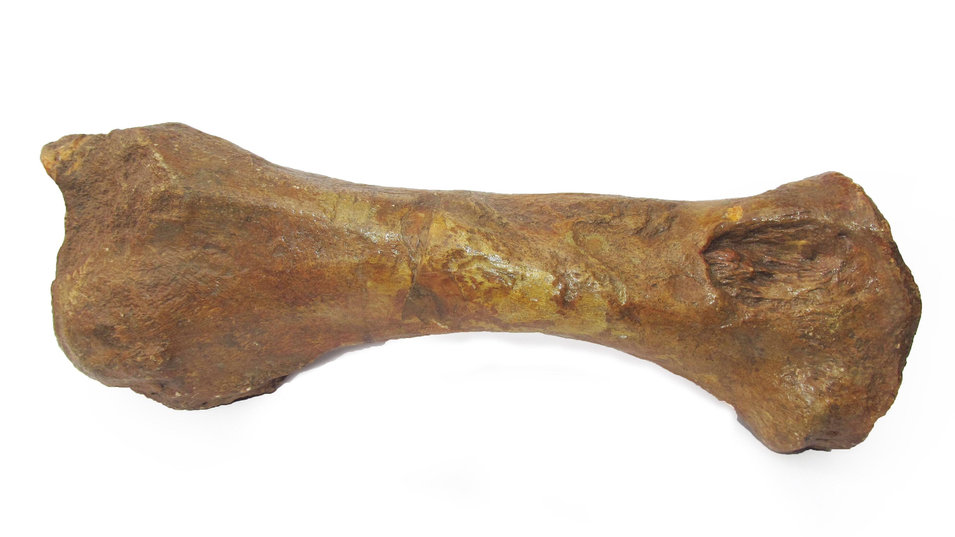undefined. © Stadt Gera / Museum für Naturkunde (Fotograf: Frank Hrouda). © Stadt Gera / Museum für Naturkunde (Fotograf: Frank Hrouda)